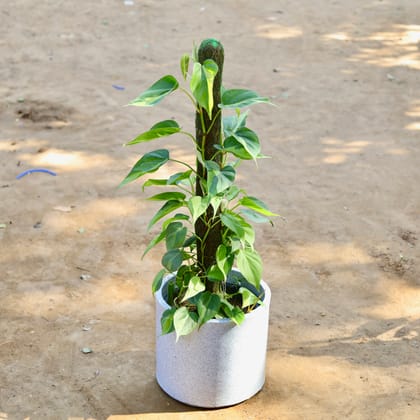 Buy Oxycardium Variegated with 3 Ft Moss Stick in 12 inch Marble White Cylindrical Fox Fiberglass Pot Online | Urvann.com