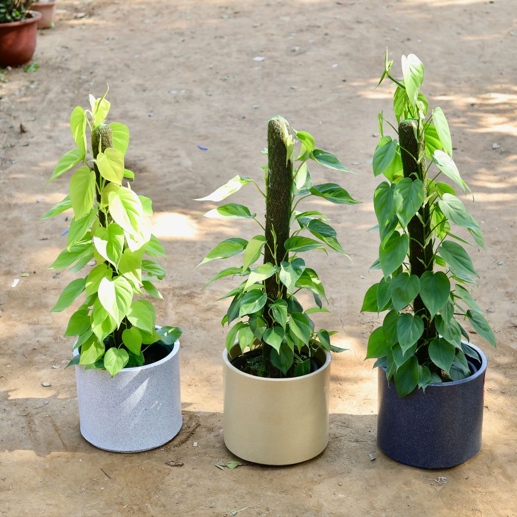 Set of 3 - Oxycardium Golden, Variegated & Green in 12 inch Marble White, Beige & Black Cylindrical Fox Fiberglass Pot