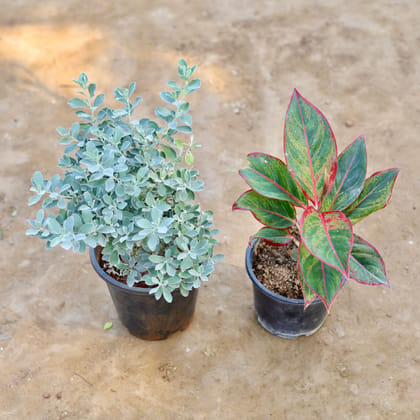 Buy Set of 2 - Leucophyllum & Aglaonema Lipstick in 6 inch Nursery Pot Online | Urvann.com