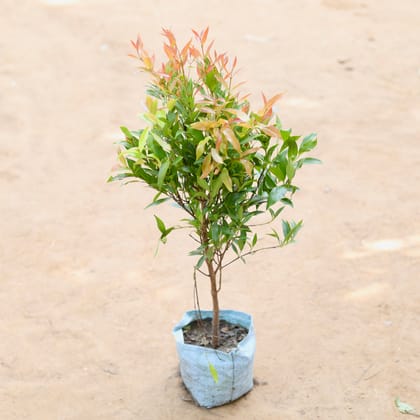 Buy Ficus Krishna / Syzygium in 4 inch Nursery Bag Online | Urvann.com