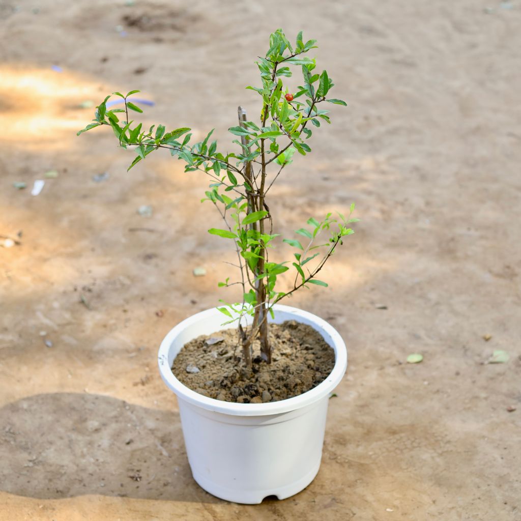 Pomegranate / Anar in 12 inch White Nursery Pot