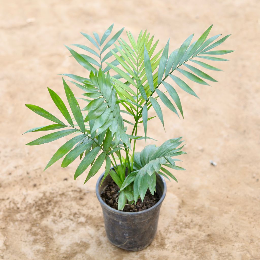 Chameadorea palm in 4 inch Nursery Pot