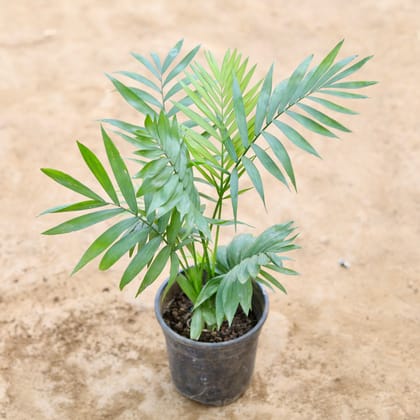 Buy Chameadorea palm in 4 inch Nursery Pot Online | Urvann.com