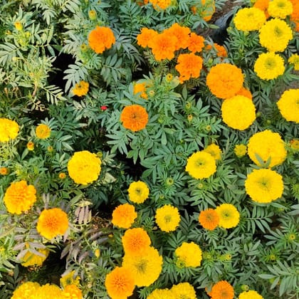 Buy Hazari Marigold (Any colour) in 4 Inch Nursery Bag Online | Urvann.com