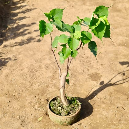 Buy Peepal Bonsai in 8 inch Clay Tray Online | Urvann.com