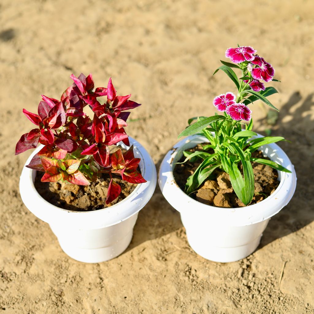 Set of 2 - Dianthus & Alternanthera Red in 6 inch Classy White Plastic Pot