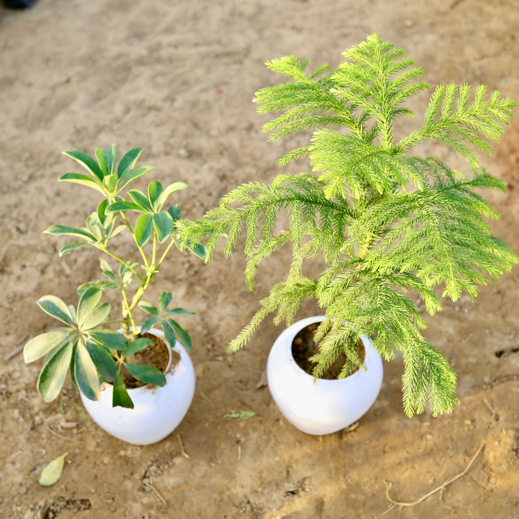 Set of 2 - Araucaria / Christmas Tree & Schefflera Variegated in 6 inch Classy White Apple Plastic Pot