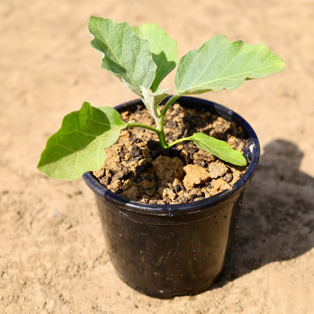 Baigan / Brinjal Plant in 6 inch Nursery Pot