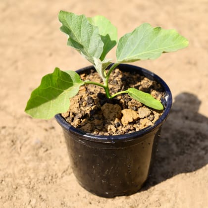 Buy Baigan / Brinjal Plant in 6 inch Nursery Pot Online | Urvann.com