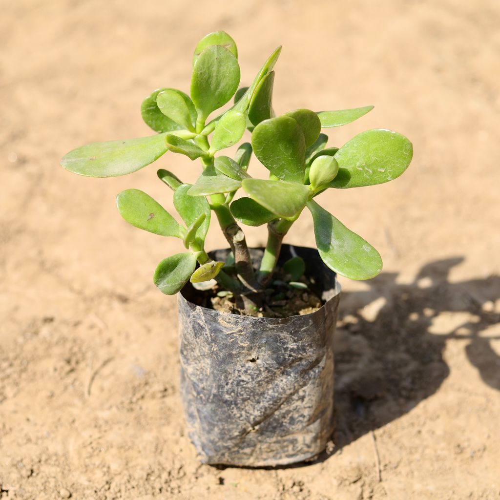 Crassula Succulent in 4 inch Nursery Bag