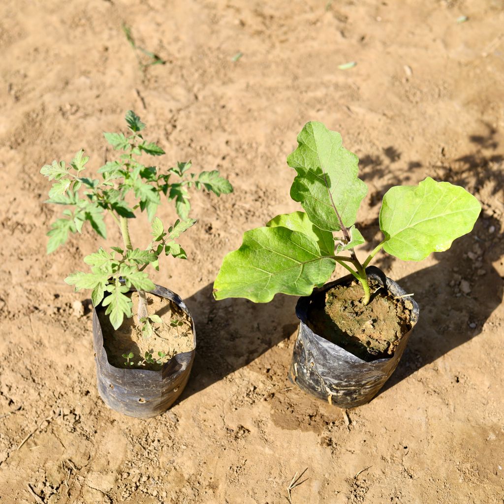 Set of 2 - Tomato & Brinjal / Baigan in 4 inch Nursery Bag