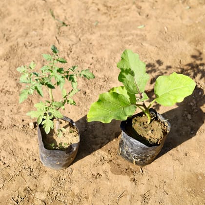 Buy Set of 2 - Tomato & Brinjal / Baigan in 4 inch Nursery Bag Online | Urvann.com