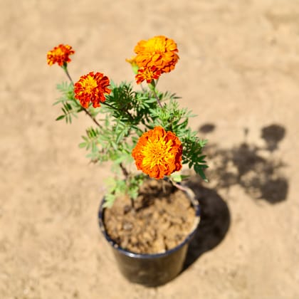 Buy Marigold Jafri (any colour) in 6 inch Nursery Pot Online | Urvann.com