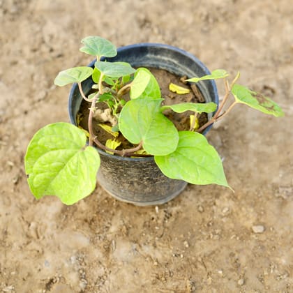 Buy Paan / Betal Leaf  in 4 inch Nursery Pot Online | Urvann.com