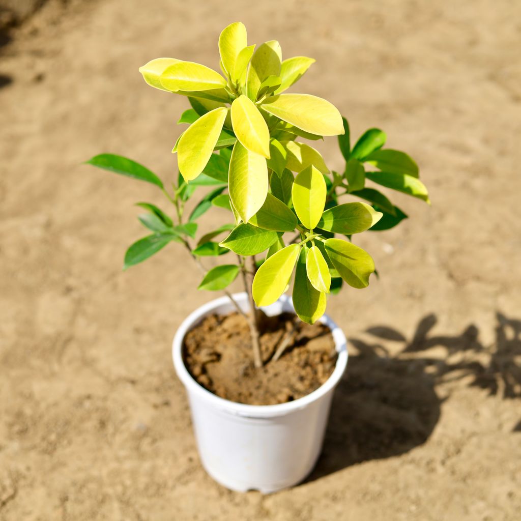 Ficus Panda in 6 inch White Nursery Pot