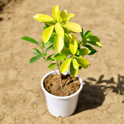 Buy Ficus Panda in 6 inch White Nursery Pot Online | Urvann.com