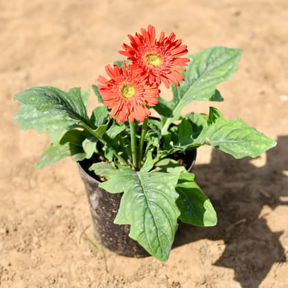 Buy Gerbera (any colour) in 4 inch Nursery Pot Online | Urvann.com