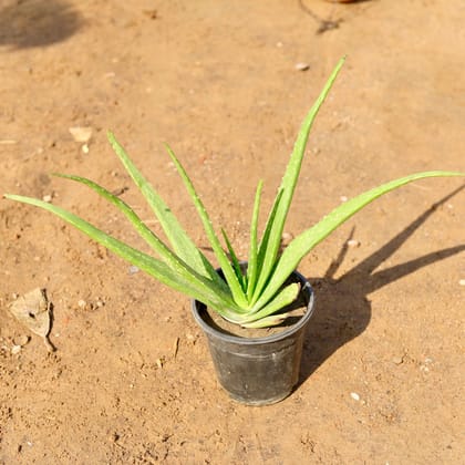 Buy Aloe vera in 6 Inch Nursery Pot Online | Urvann.com