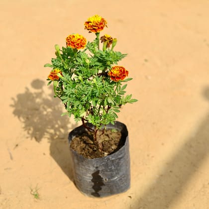 Buy Marigold Jafri (any colour) in 4 Inch Nursery Bag Online | Urvann.com