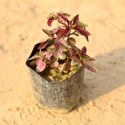 Buy Hypoestes / Polka Dot Red in 4 Inch Nursery Bag Online | Urvann.com