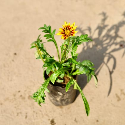 Buy Gazania (any colour) in 4 Inch Nursery Bag Online | Urvann.com