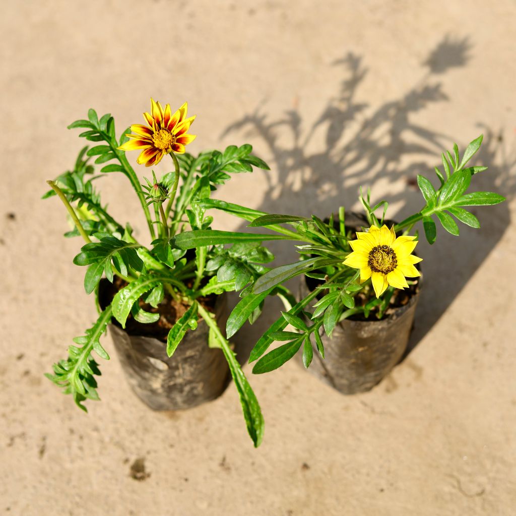 Set of 2 - Gazania (any colour) in 4 Inch Nursery Bag