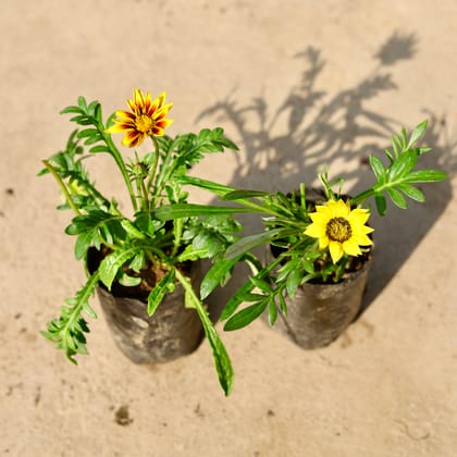 Buy Set of 2 - Gazania (any colour) in 4 Inch Nursery Bag Online | Urvann.com