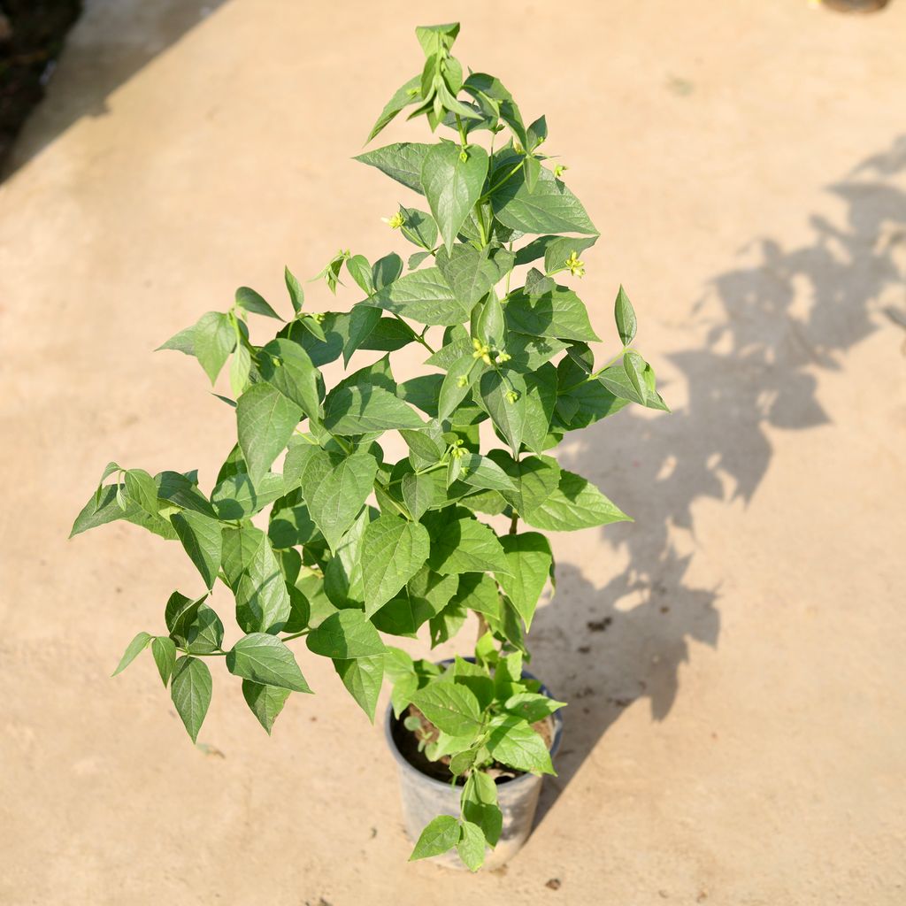 Harsingar / Parijaat in 6 Inch Nursery Pot