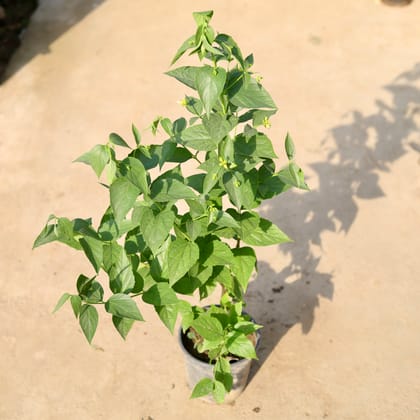 Buy Harsingar / Parijaat in 6 Inch Nursery Pot Online | Urvann.com