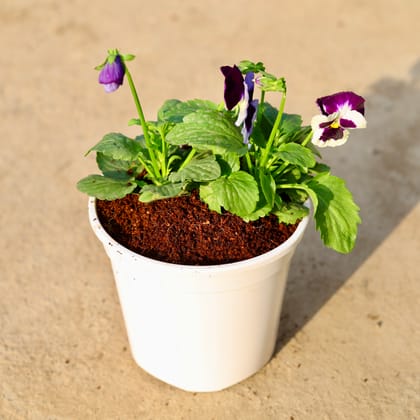 Buy Pansy (any colour) in 6 Inch White Nursery Pot Online | Urvann.com