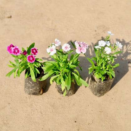 Buy Set of 3 - Dianthus (any colour) in 4 Inch Nursery Bag Online | Urvann.com