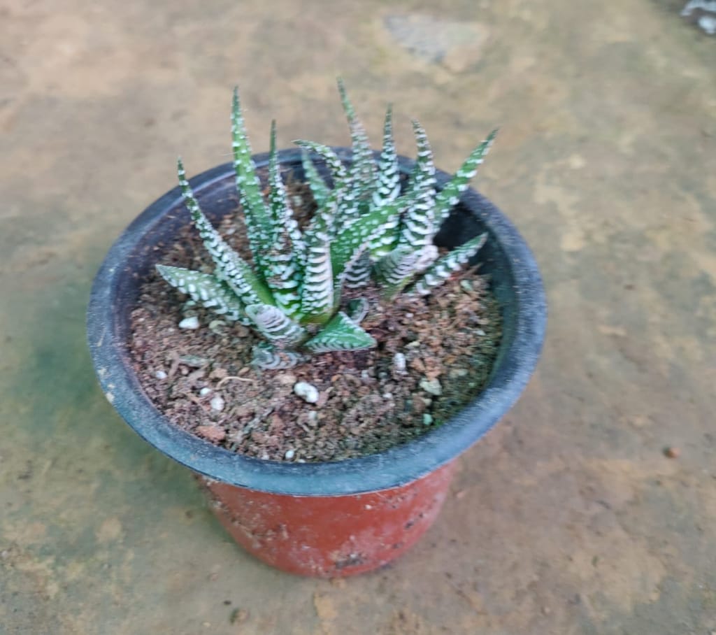 Haworthia Zebra Succulent in 4 Inch Nursery Pot