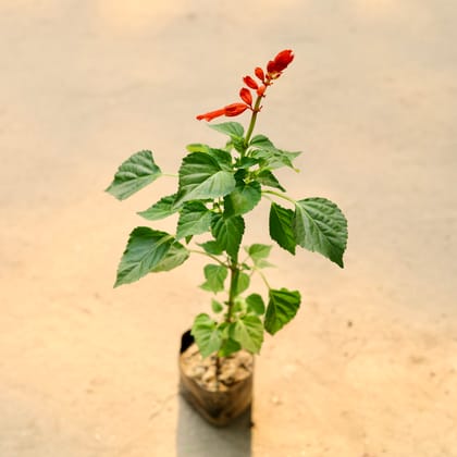 Buy Salvias Red in 3 Inch Bag Online | Urvann.com