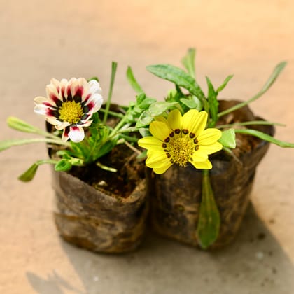 Buy Set of 2 - Gazania (any colour) in 3 Inch Bag Online | Urvann.com