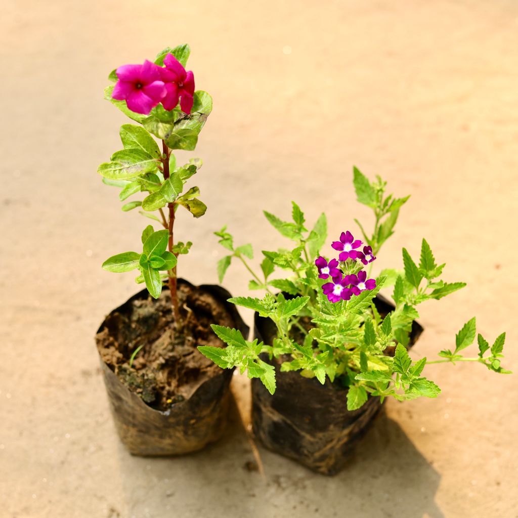 Set of 2 - Periwinkle / Sadabahar / Vinca & Verbena (any colour) in 3 Inch Nursery Bag