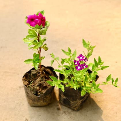 Buy Set of 2 - Periwinkle / Sadabahar / Vinca & Verbena (any colour) in 3 Inch Bag Online | Urvann.com