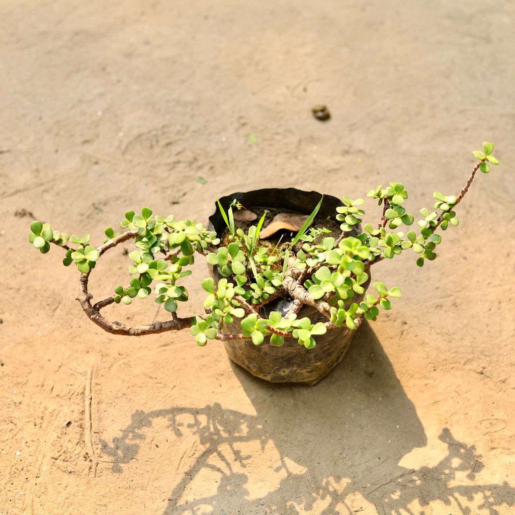 Jade in 4 Inch Nursery Bag