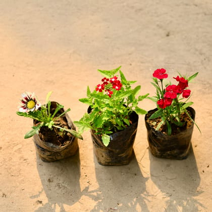 Buy Set of 3 - Gazania, Verbena & Dianthus (any colour) in 3 Inch Bag Online | Urvann.com