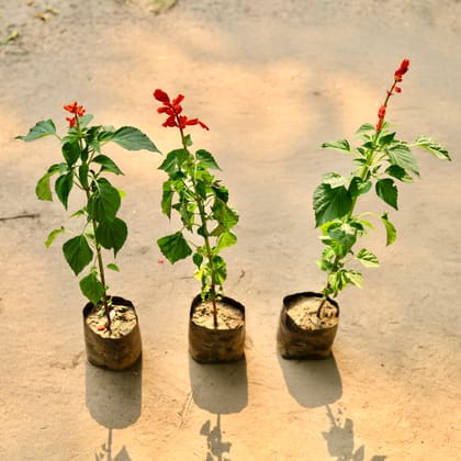 Buy Set of 3 - Salvia (any colour) in 3 Inch Bag Online | Urvann.com