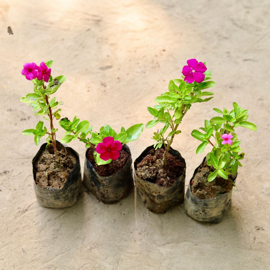 Set of 4 - Periwinkle / Sadabahar / Vinca (any colour) in 3 Inch Nursery Bag