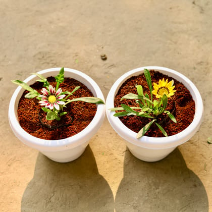 Buy Set of 2 - Gazania (any colour) in 6 Inch Classy White Plastic Pot Online | Urvann.com