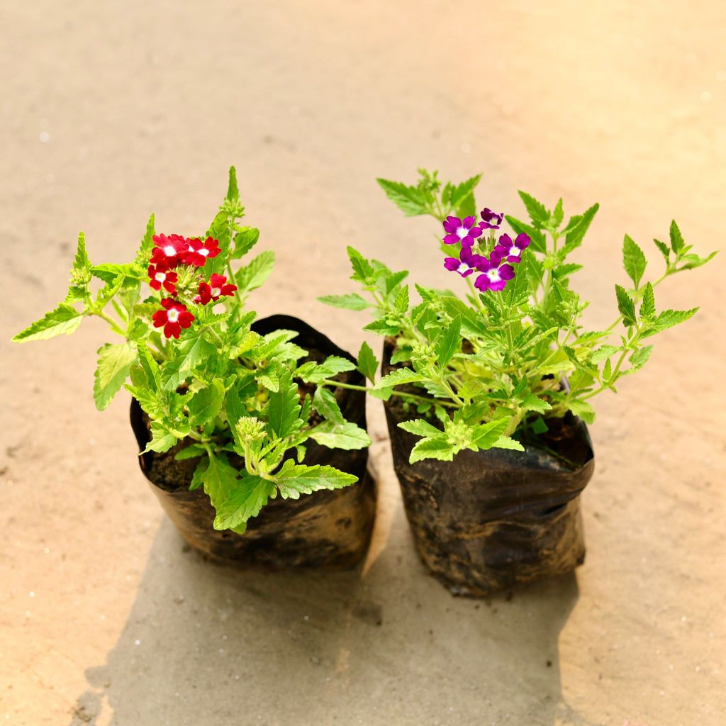 Set of 2 - Verbena (any colour) in 3 Inch Nursery Bag