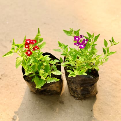 Buy Set of 2 - Verbena (any colour) in 3 Inch Bag Online | Urvann.com