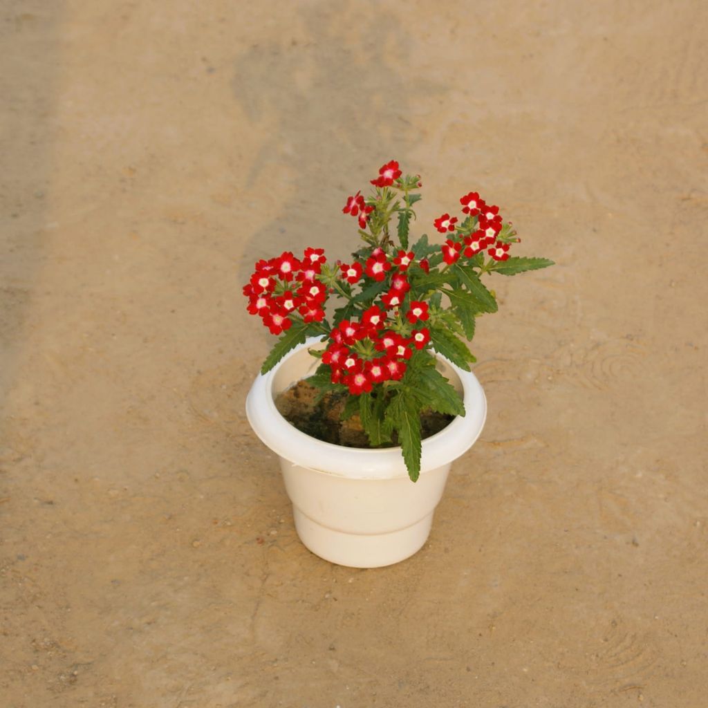 Verbena (any colour) in 6 Inch Classy White Plastic Pot