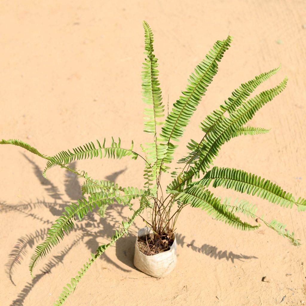 Fern Green in 4 Inch Nursery Bag