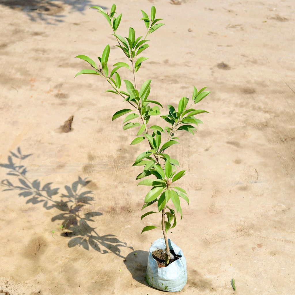 Chikoo / Sapodilla in 6 inch Nursery Bag