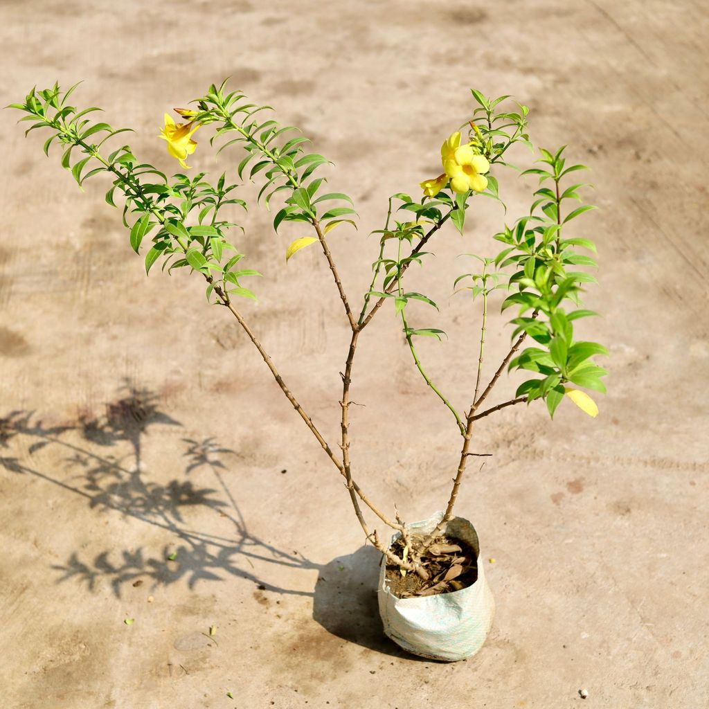 Allamanda Yellow Creeper in 6 inch Nursery Bag