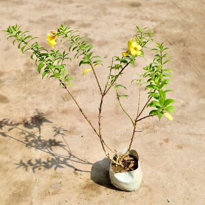 Buy Allamanda Yellow Creeper in 6 inch Nursery Bag Online | Urvann.com