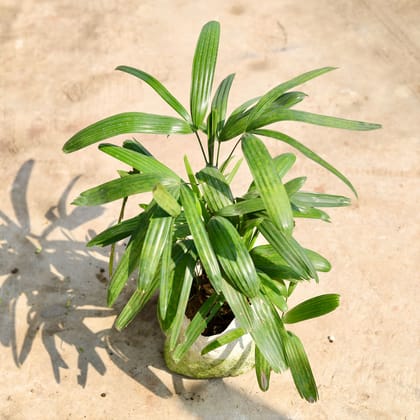 Buy Raphis / Rhaphis Palm in 6 inch Nursery Bag Online | Urvann.com