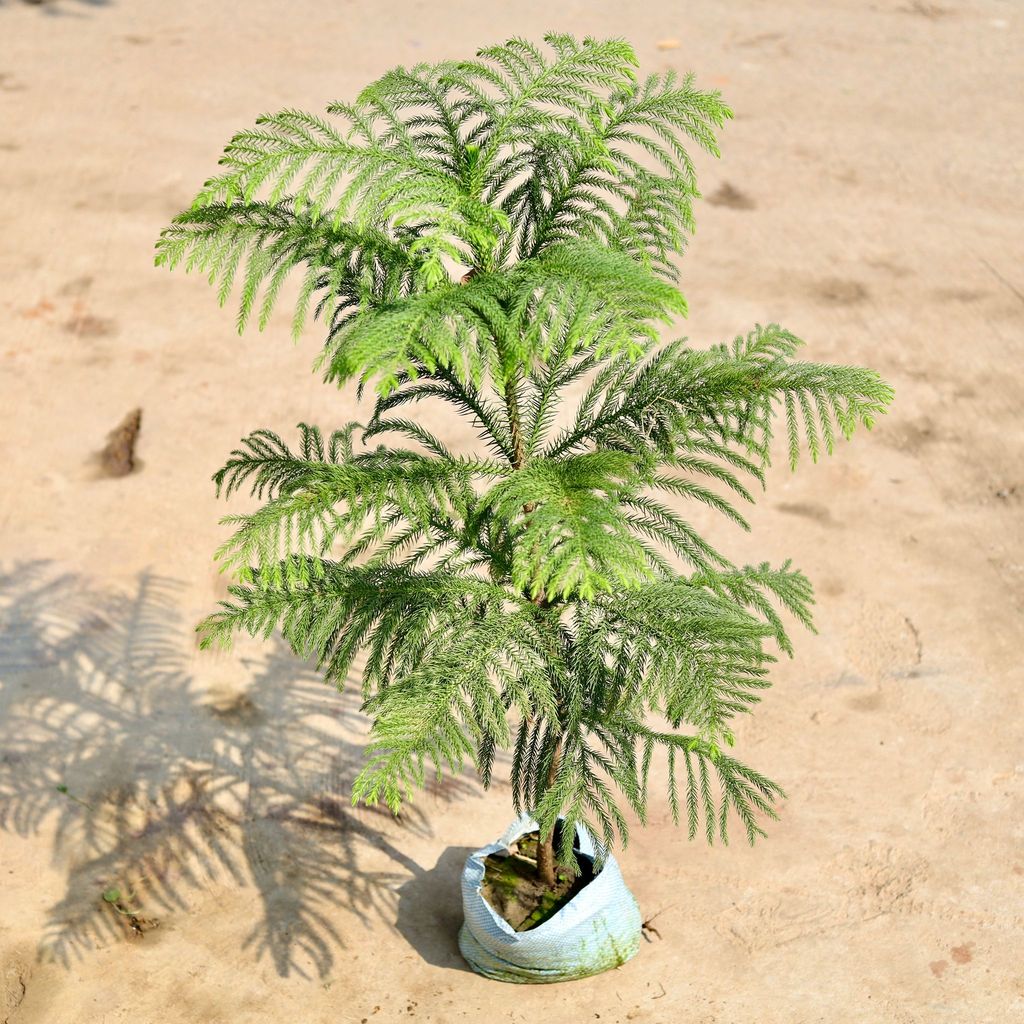 Araucaria / Christmas Tree in 4 inch Nursery Bag